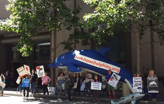 Photo: Protest To Save Dolphins Prompts Honking