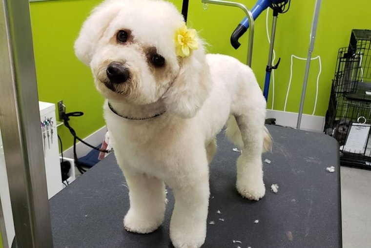 Healthy Spot opens new pet store and grooming spot at Westfield Century City