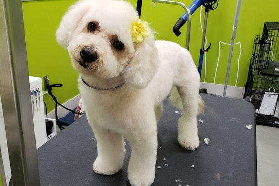 Healthy Spot opens new pet store and grooming spot at Westfield Century City