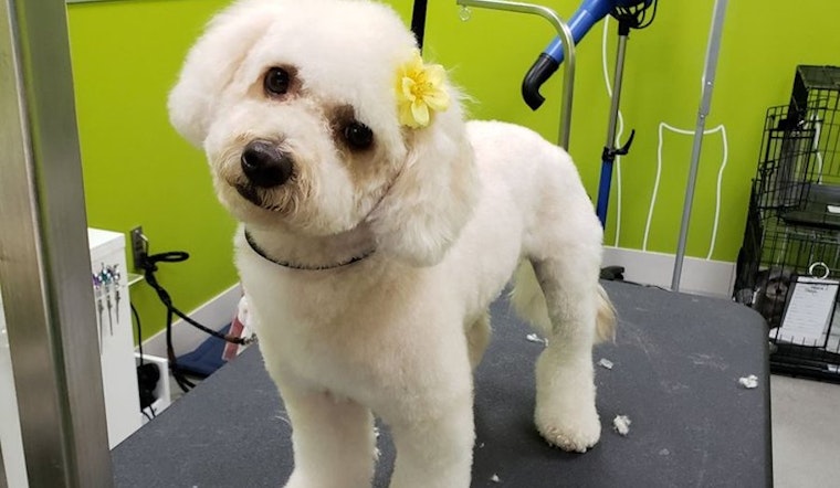Healthy Spot opens new pet store and grooming spot at Westfield Century City