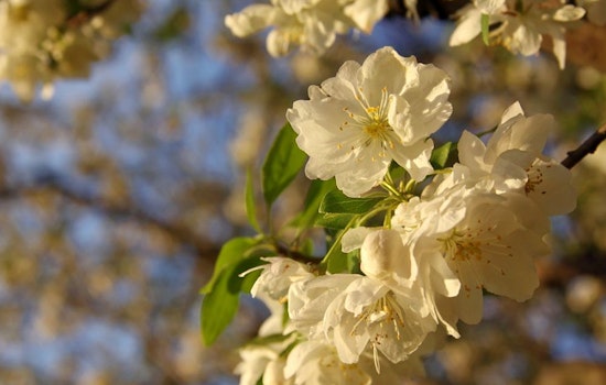 Fun in the sun: the 3 best parks in Pittsburgh