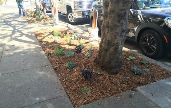 Photo: Pierce Street Gets New Sidewalk Landscaping