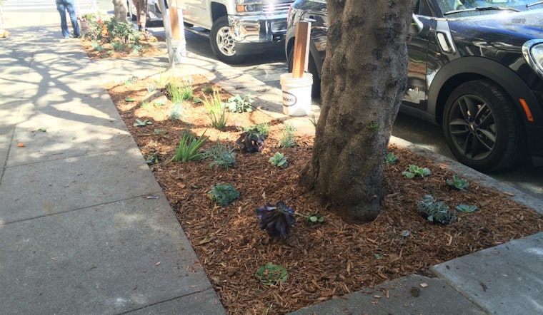 Photo: Pierce Street Gets New Sidewalk Landscaping