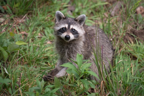 Raccoon Knocks Out Power In The Inner Sunset