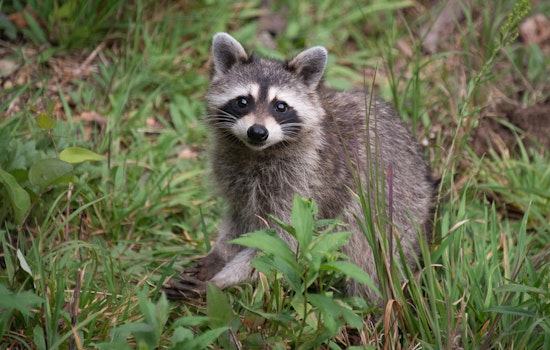 Raccoon Knocks Out Power In The Inner Sunset