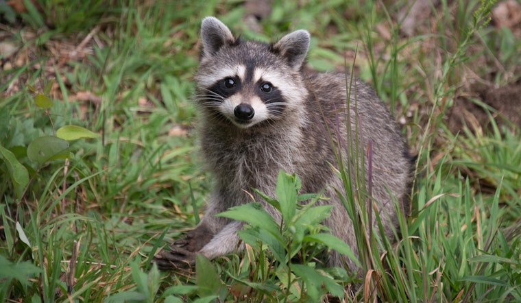 Raccoon Knocks Out Power In The Inner Sunset