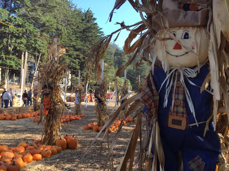 FYI: Clancy's Pumpkin Patch Open For Business