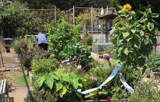 Exploring The Castro's Community Gardens And Hidden Green Spaces