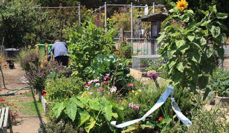 Exploring The Castro's Community Gardens And Hidden Green Spaces