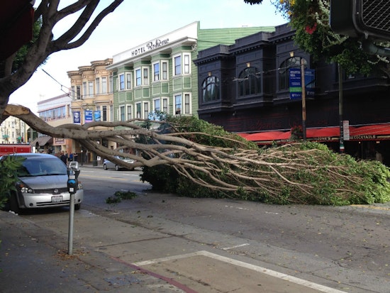 Tree Slated For Removal Tumbles Today On Columbus