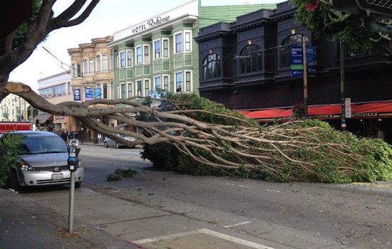 Tree Slated For Removal Tumbles Today On Columbus
