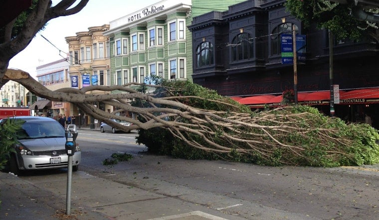 Tree Slated For Removal Tumbles Today On Columbus