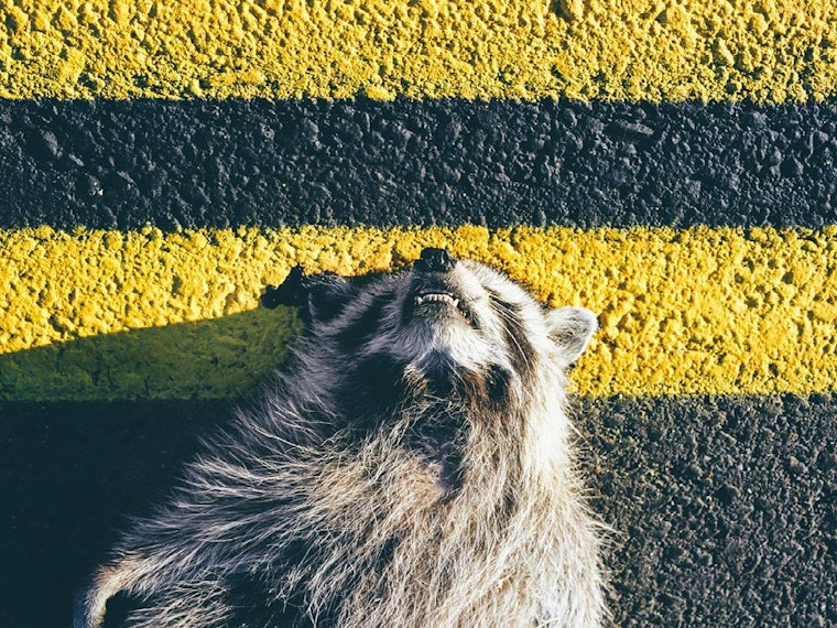 Lower Haight Leftovers: Ramen, Roadkill And Real Estate