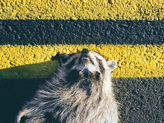 Lower Haight Leftovers: Ramen, Roadkill And Real Estate