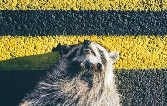 Lower Haight Leftovers: Ramen, Roadkill And Real Estate