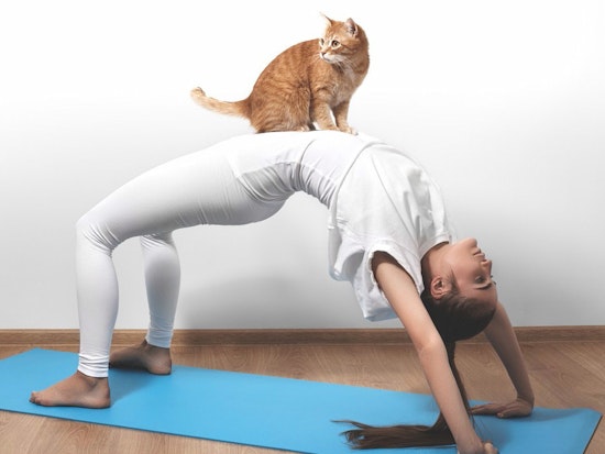 KitTea Now Hosts Feline-Friendly Yoga Classes And Movie Nights