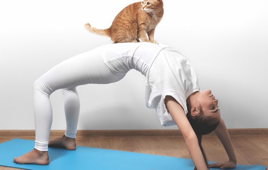 KitTea Now Hosts Feline-Friendly Yoga Classes And Movie Nights