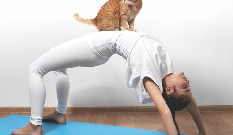 KitTea Now Hosts Feline-Friendly Yoga Classes And Movie Nights