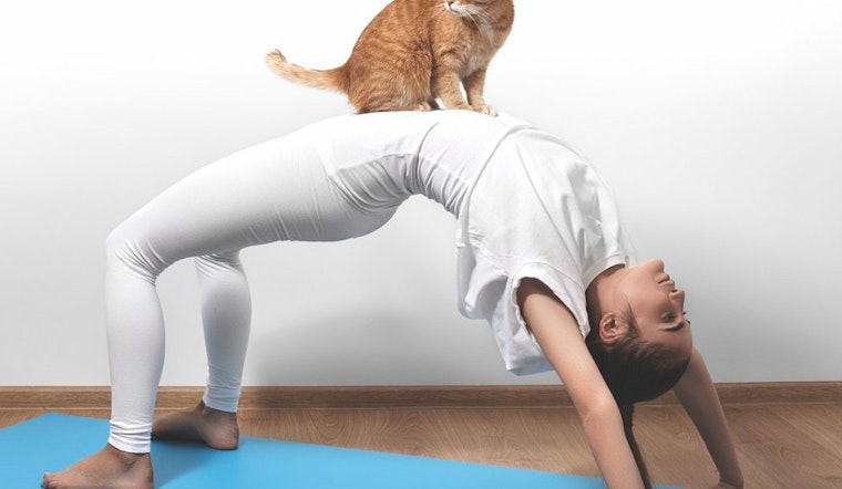 KitTea Now Hosts Feline-Friendly Yoga Classes And Movie Nights