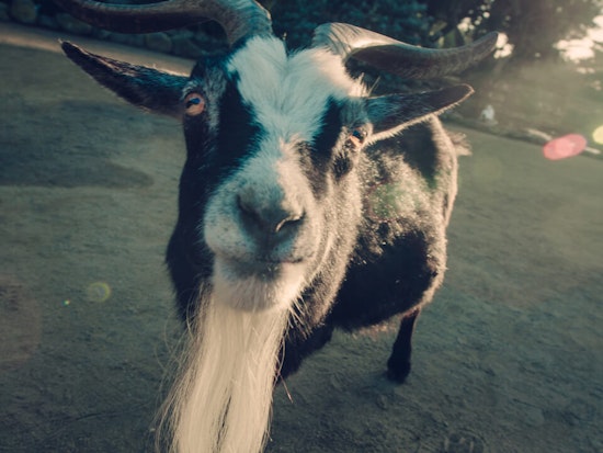 Make Friends With Goats At This Week's Friday Night Market