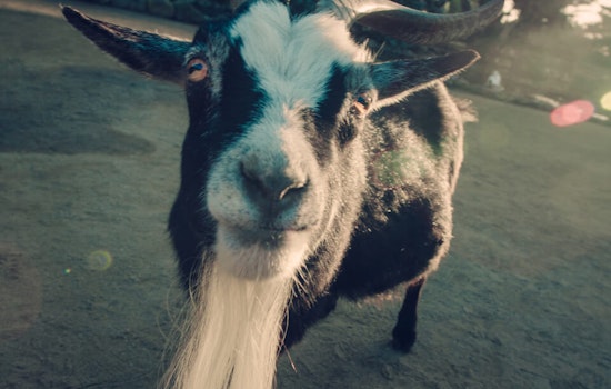 Make Friends With Goats At This Week's Friday Night Market