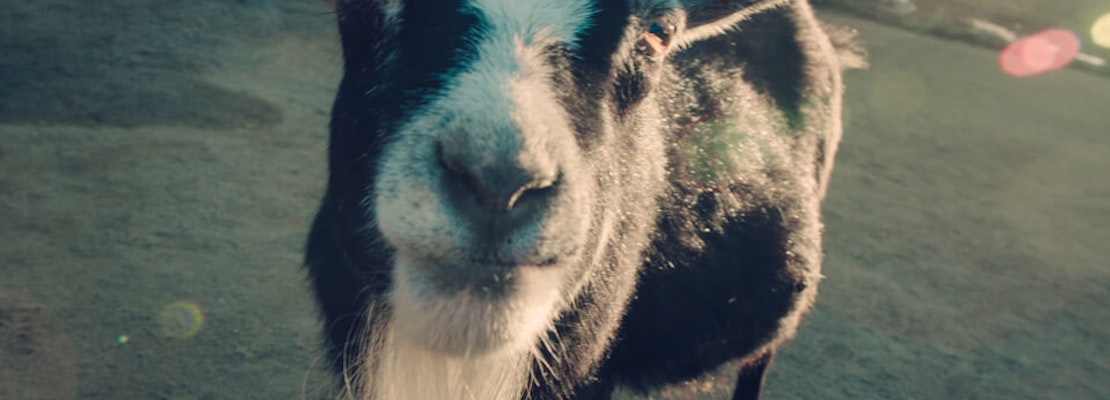Make Friends With Goats At This Week's Friday Night Market