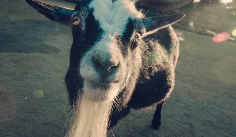 Make Friends With Goats At This Week's Friday Night Market