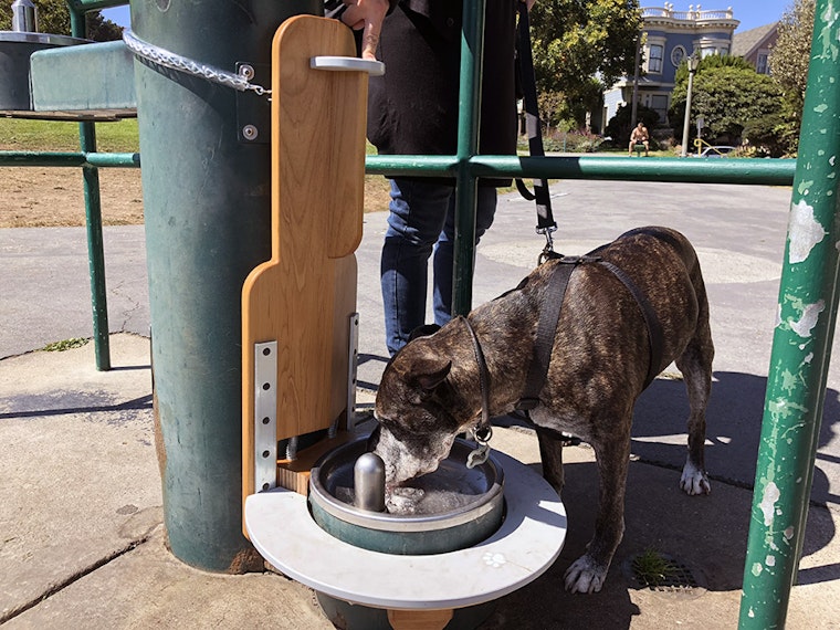 Duboce Park dogs get accessible water fountain from local artist