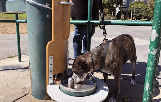 Duboce Park dogs get accessible water fountain from local artist