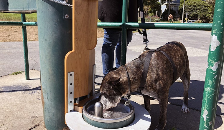 Duboce Park dogs get accessible water fountain from local artist