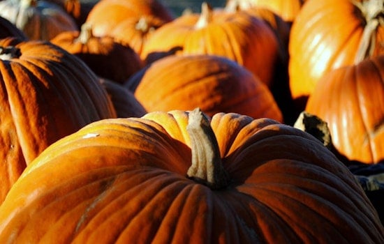 Inner Sunset Week: Halloween Events, Outdoor Options, News Of Note