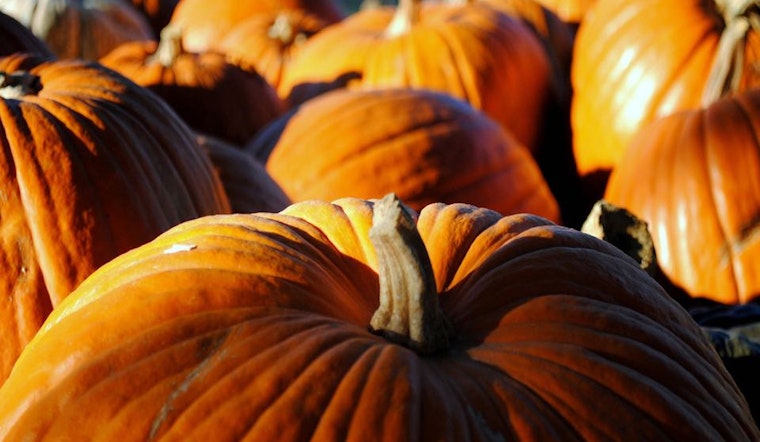 Inner Sunset Week: Halloween Events, Outdoor Options, News Of Note