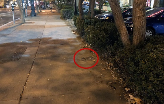 Rat infestation plagues Safeway parking lot at Church & Market