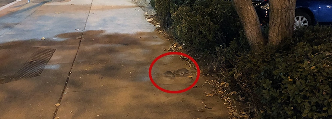 Rat infestation plagues Safeway parking lot at Church & Market