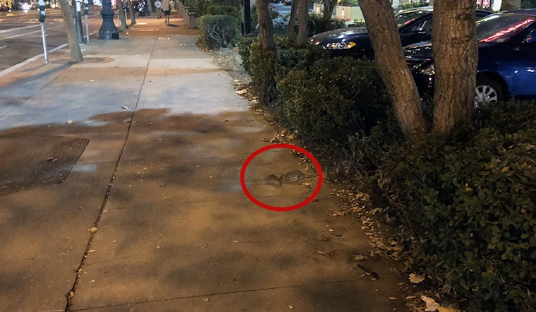 Rat infestation plagues Safeway parking lot at Church & Market
