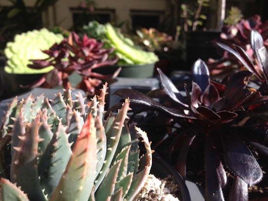 Castro Gardening: Planning Ahead For A Possibly Wet Winter