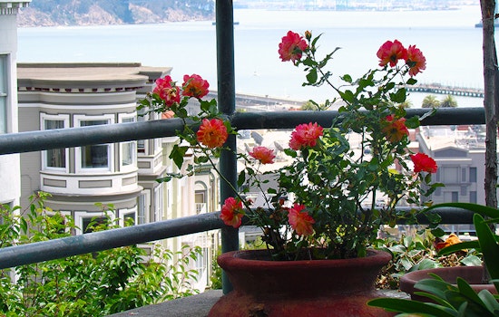 North Beach Week: D3 Results, RIP John Coppola, Weekend Events And More