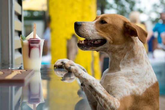 Fort Worth gets a dog park and beer garden: MUTTS Canine Cantina