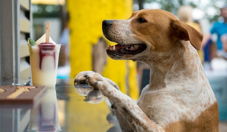 Fort Worth gets a dog park and beer garden: MUTTS Canine Cantina