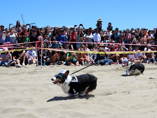 SF weekend events: Dogs, fireworks and a whole lot of festivals