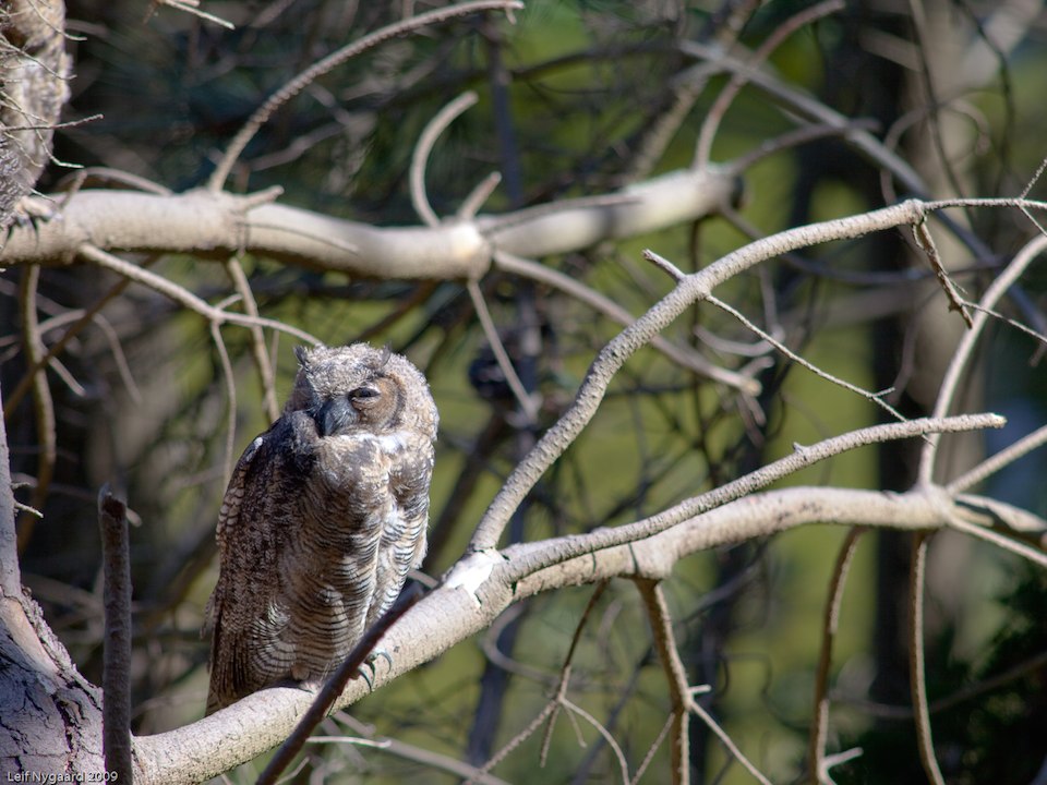 Getting To Know The Great Horned Owls Of Golden Gate Park