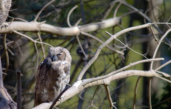 Getting To Know The Great Horned Owls Of Golden Gate Park
