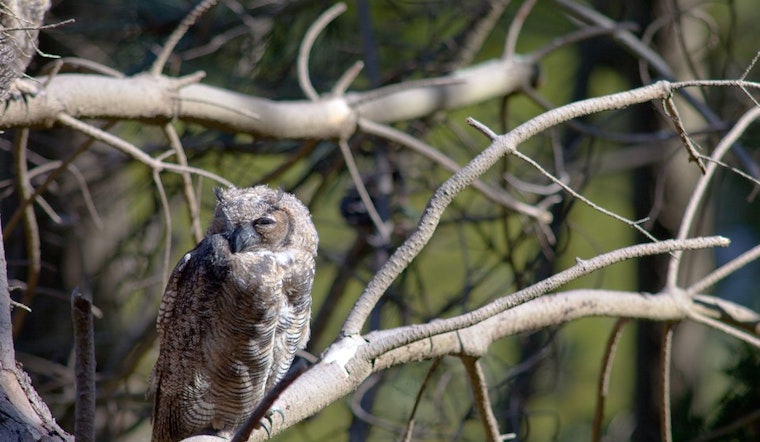 Getting To Know The Great Horned Owls Of Golden Gate Park