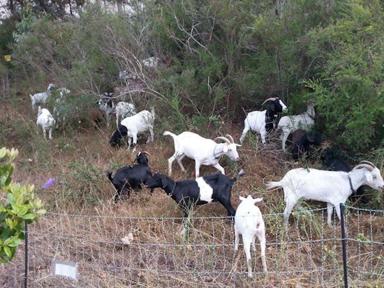 UCSF's Mt. Sutro Fire Safety Plan: More Goats, Fewer Eucalyptus Trees