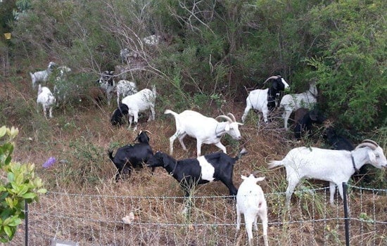 UCSF's Mt. Sutro Fire Safety Plan: More Goats, Fewer Eucalyptus Trees