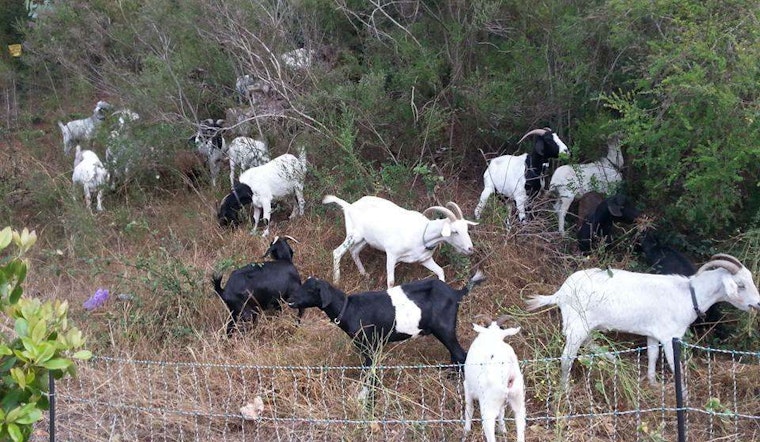 UCSF's Mt. Sutro Fire Safety Plan: More Goats, Fewer Eucalyptus Trees