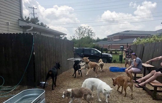 Unleash the hounds: The Unleashed Dog Bar debuts in Greenville