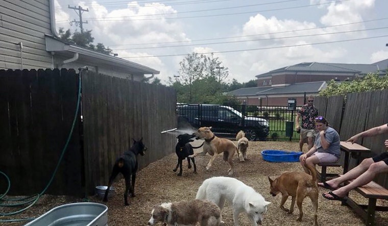 Unleash the hounds: The Unleashed Dog Bar debuts in Greenville