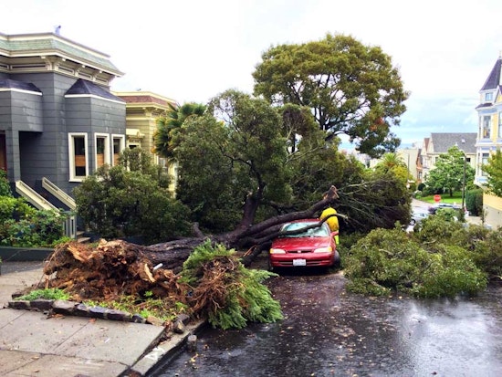 Wiener Eyes Parcel Tax To Pay For City's Decaying Urban Forest [Updated]