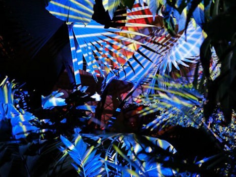 Conservatory of Flowers to debut new 'Night Bloom' program this winter